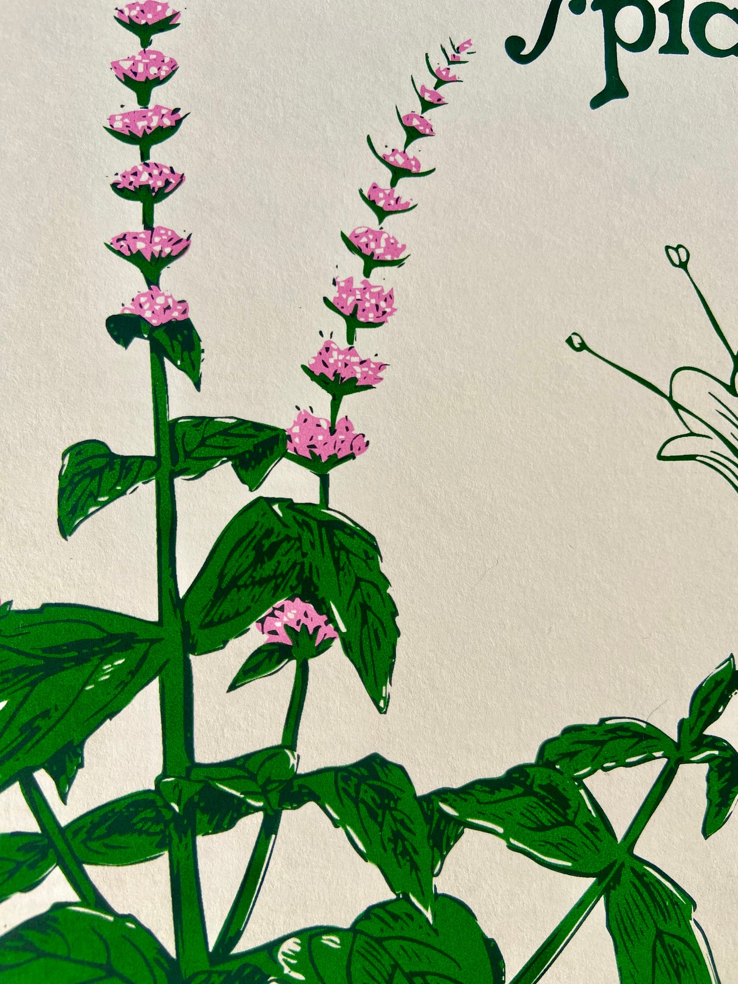 The Spearmint Plant No.1