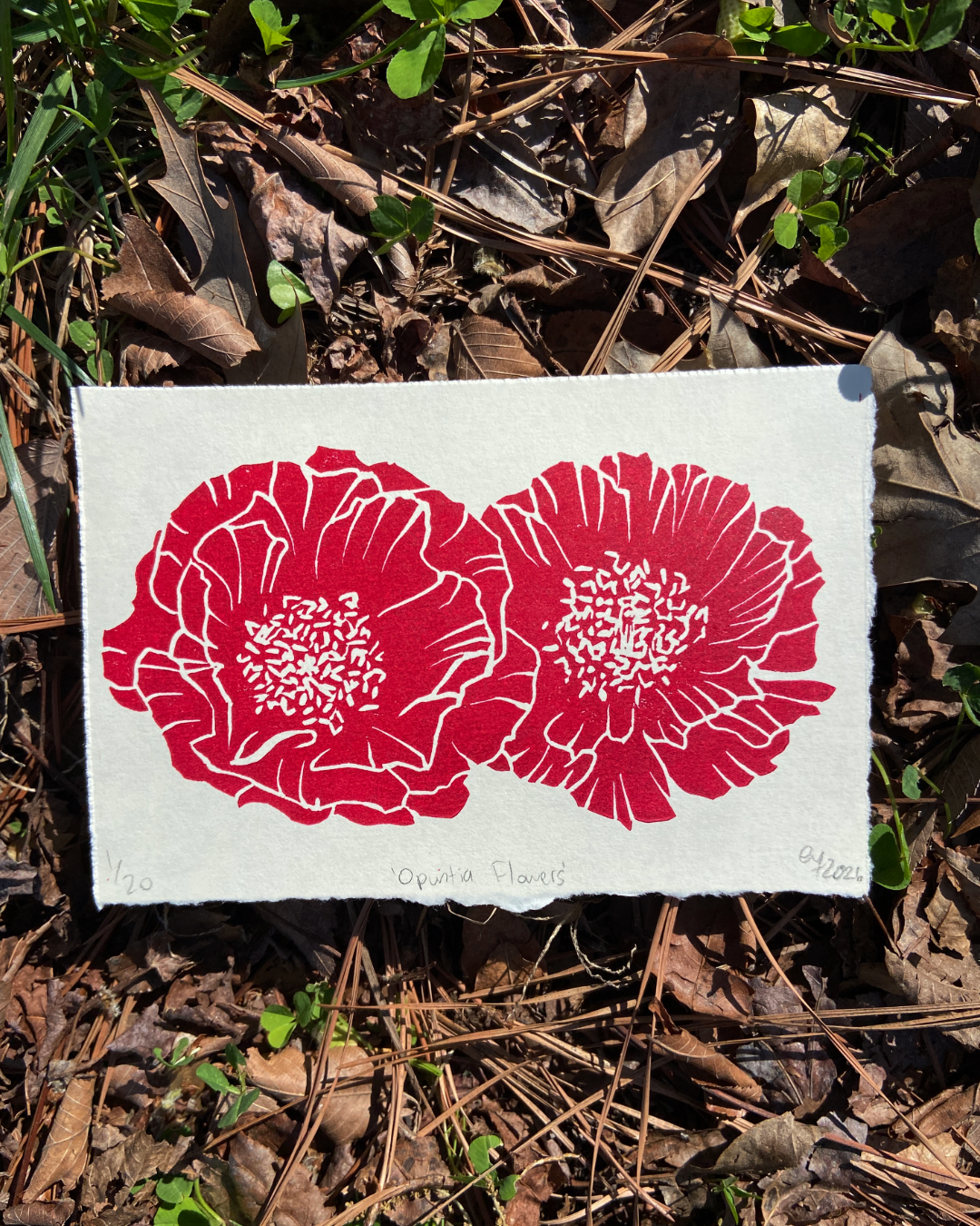 Opuntia Flowers print