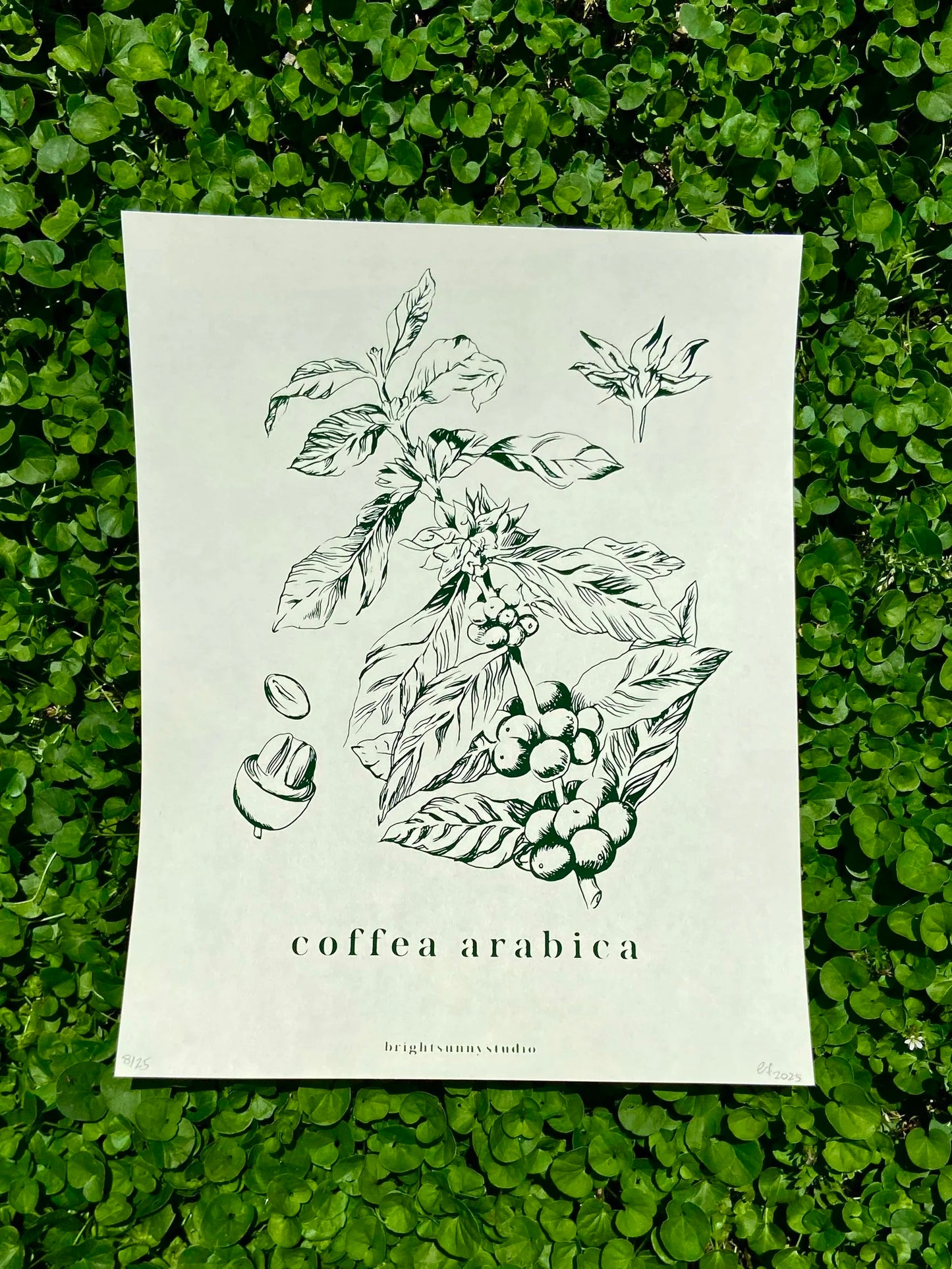 coffea arabica