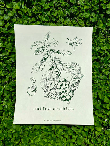 coffea arabica