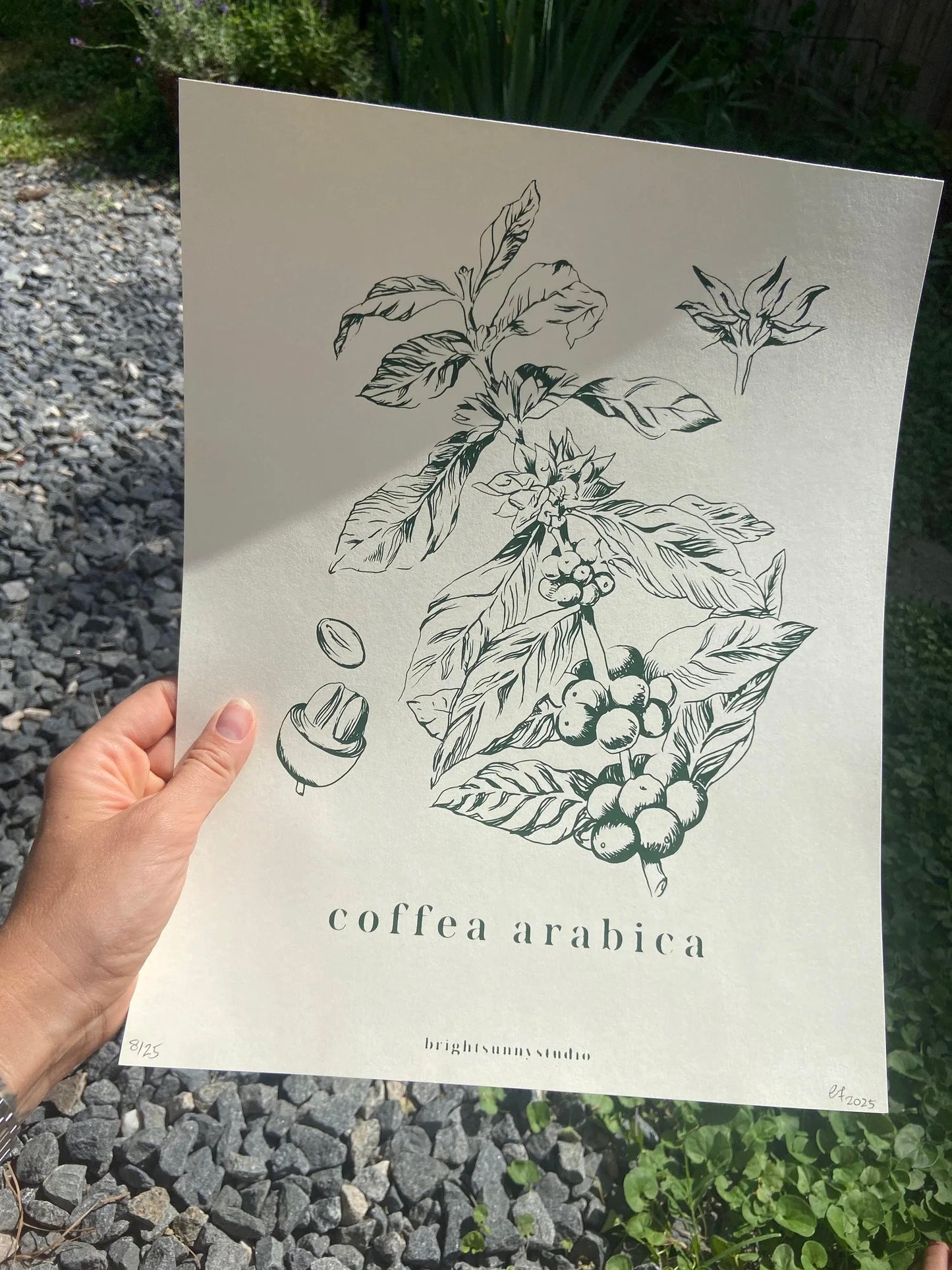 coffea arabica