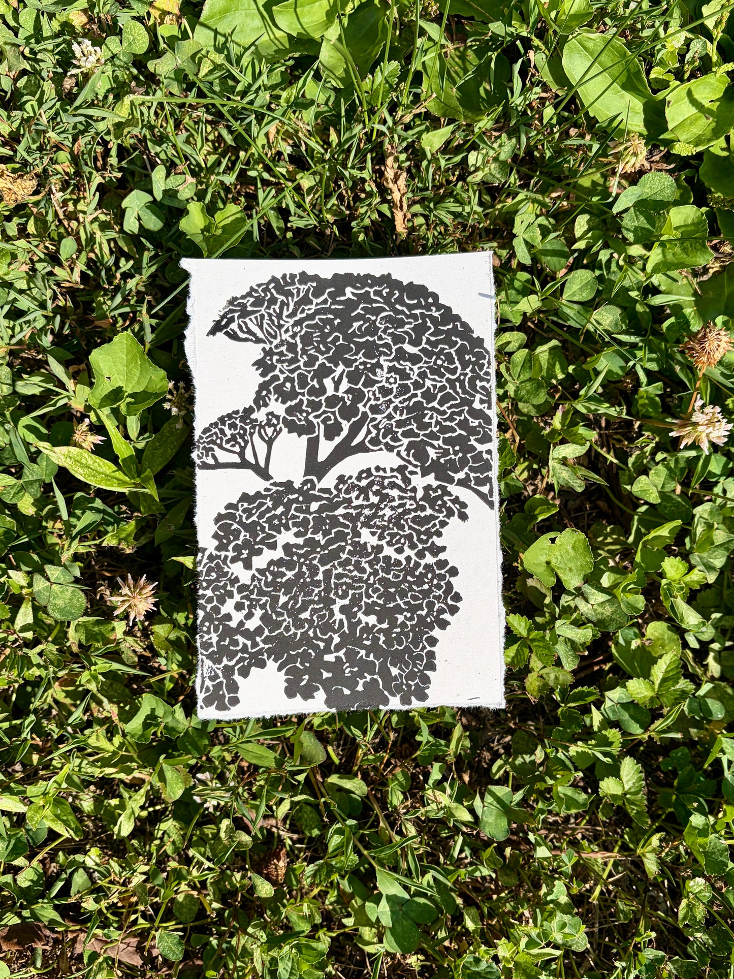 Yarrow print