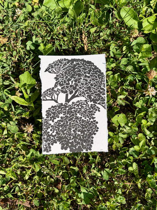 Yarrow print