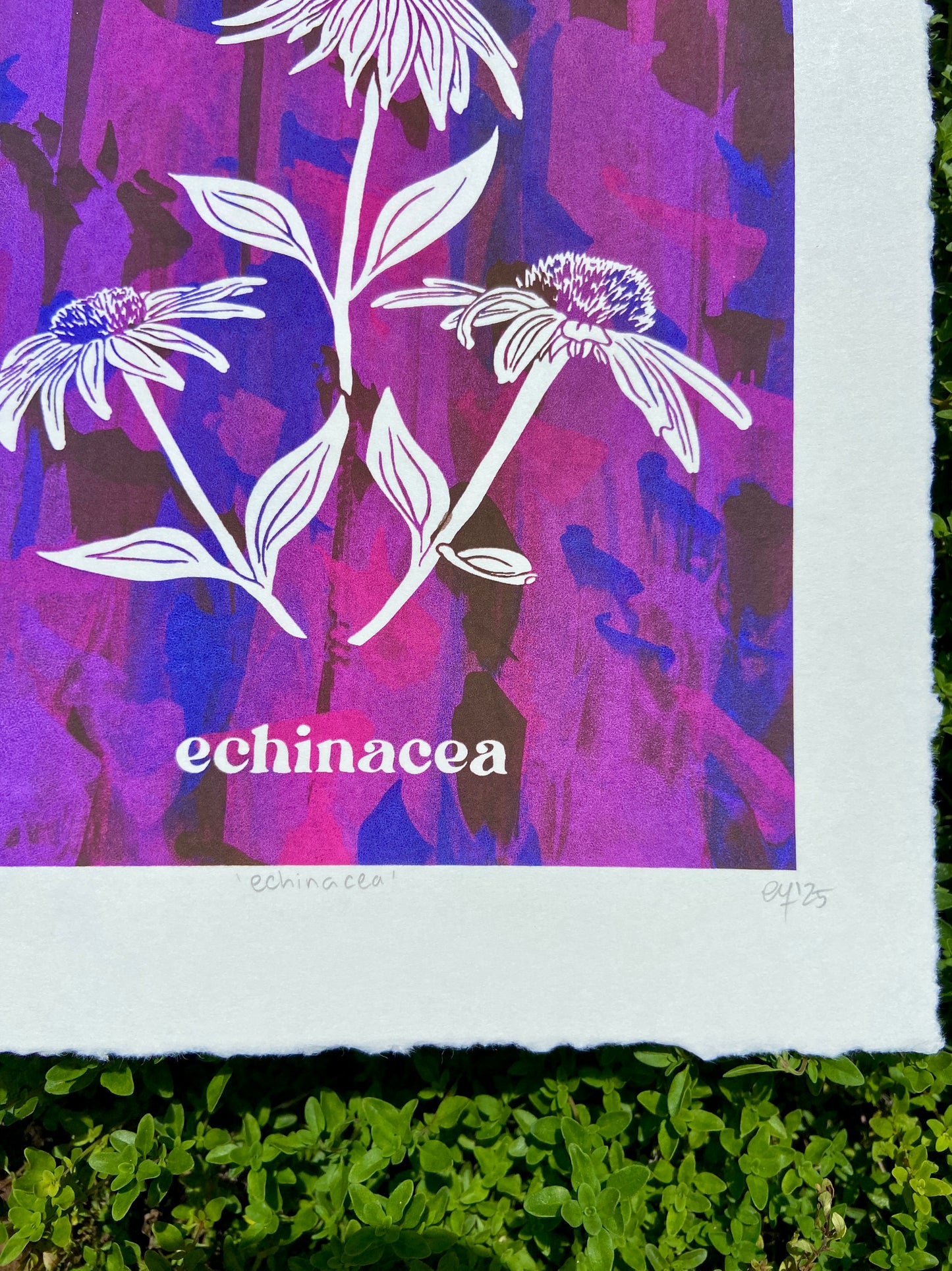echinacea