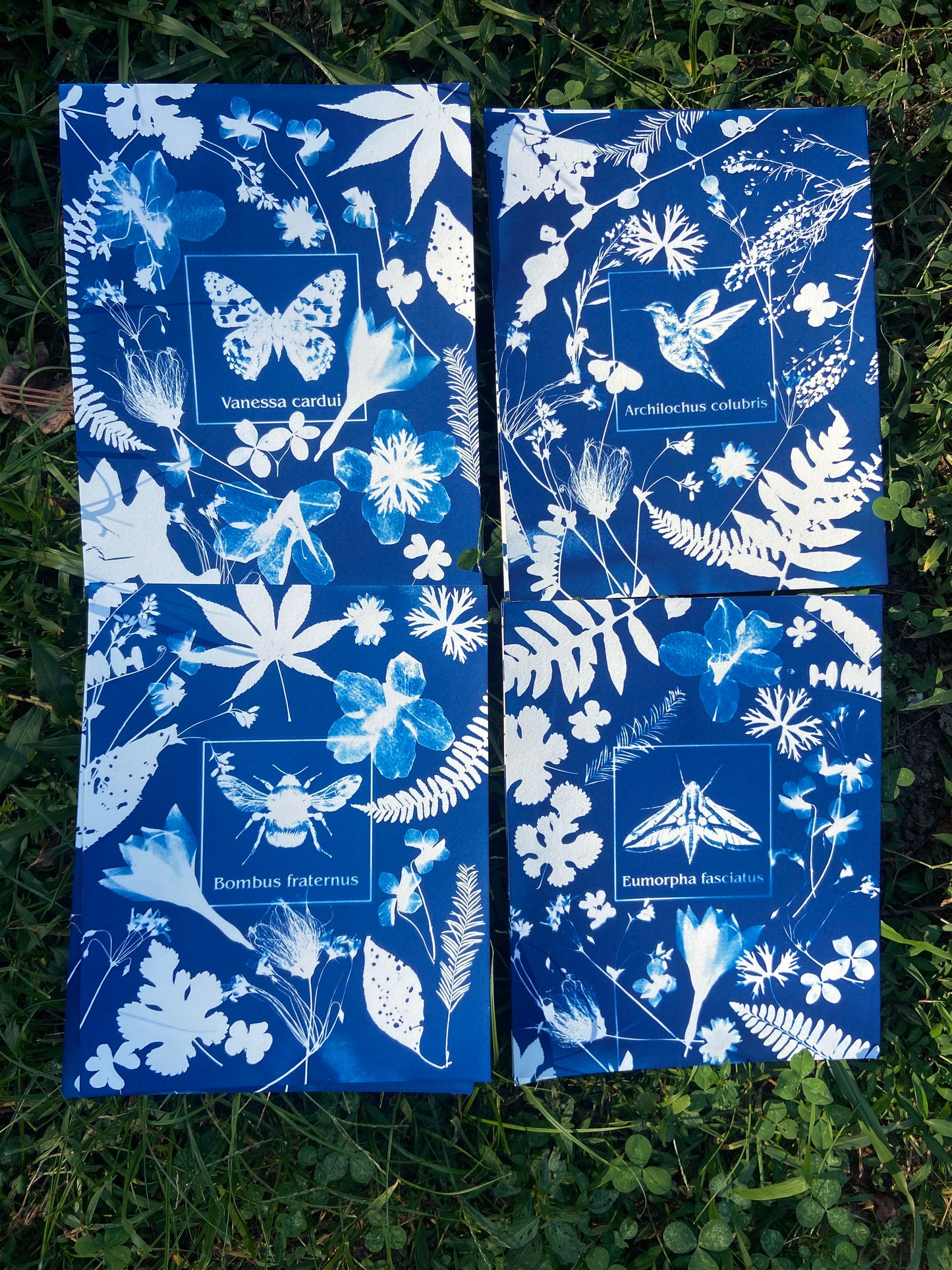 protecting pollinators series No. 1