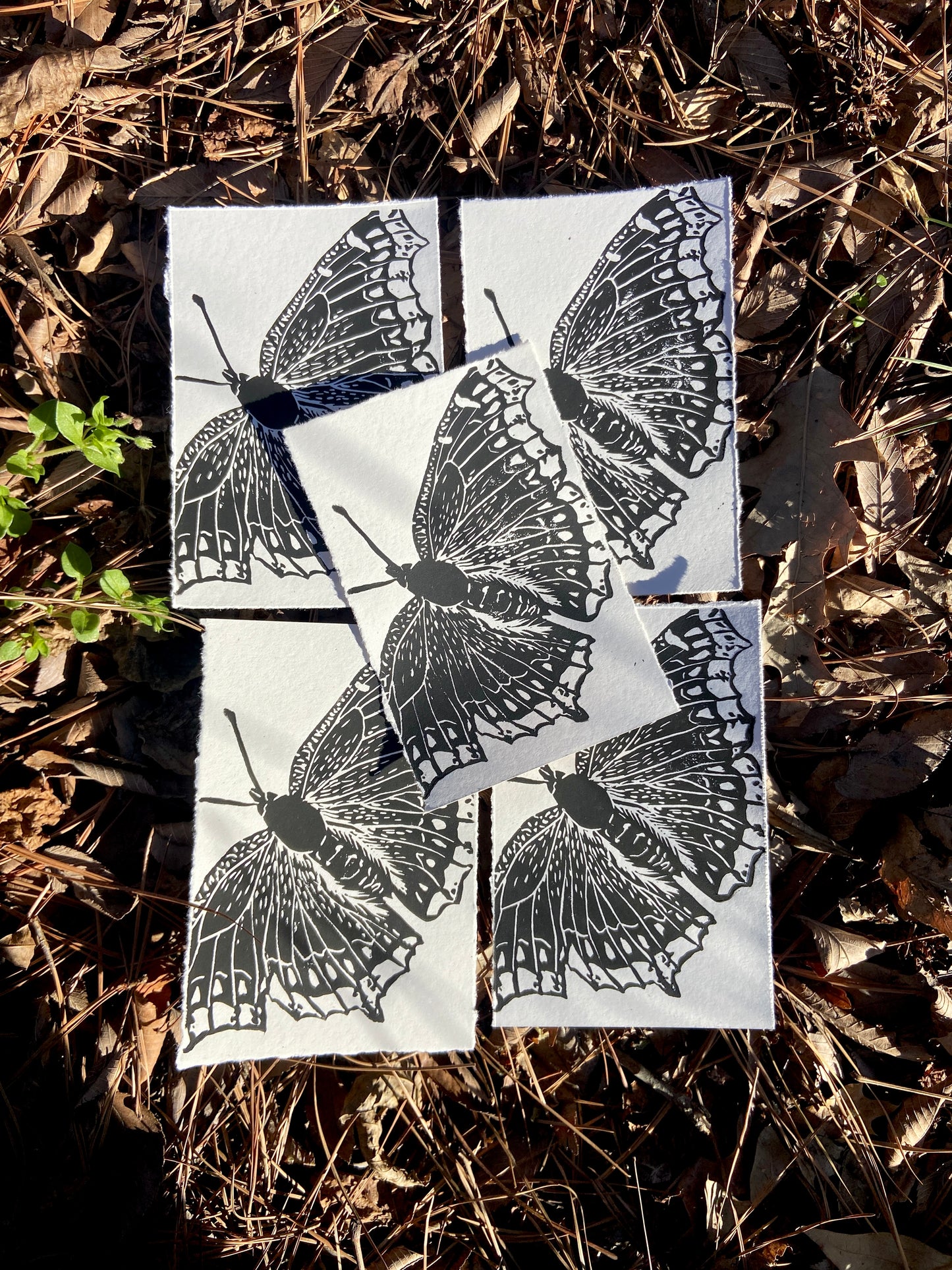 Mourning Cloak print