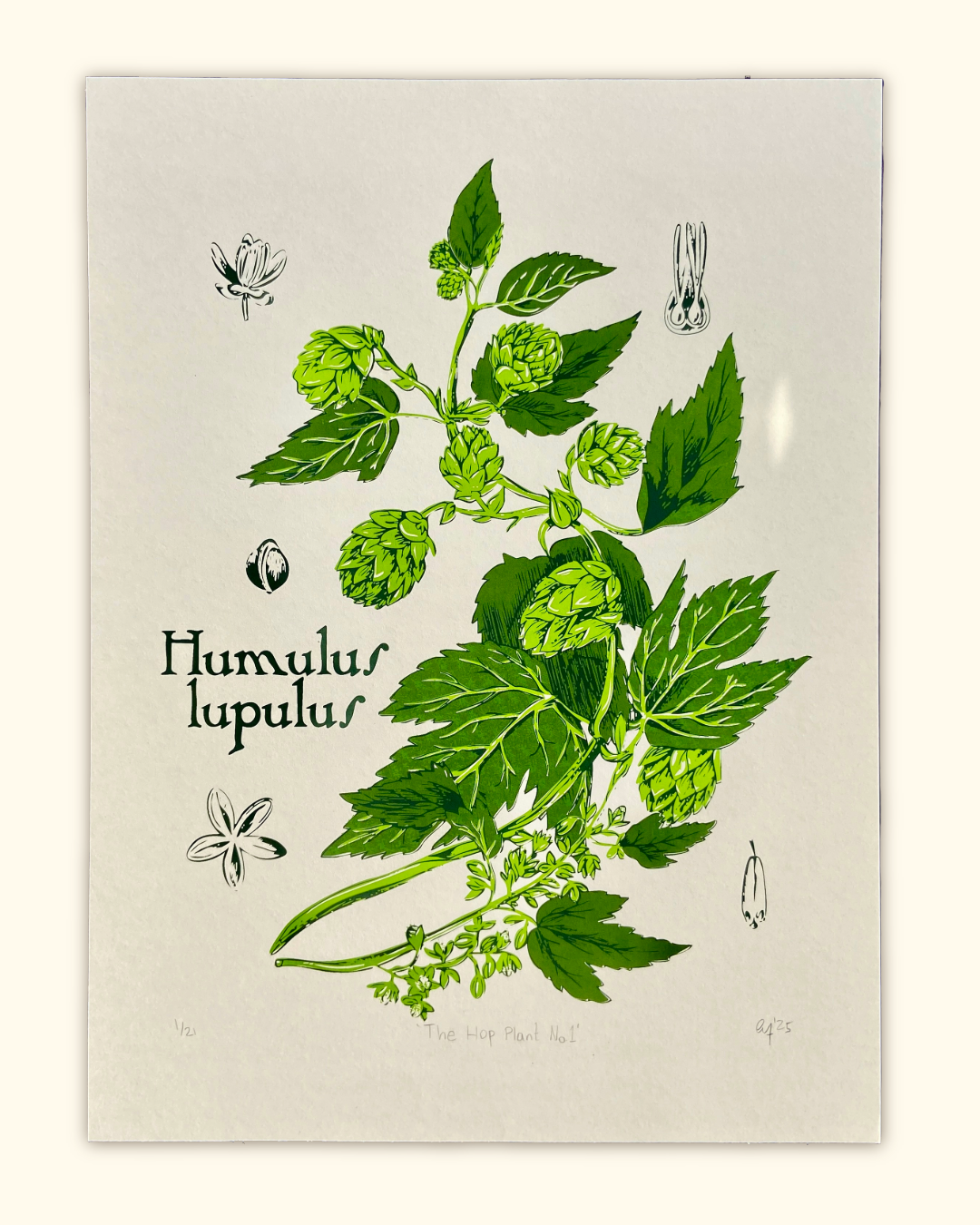 The Hop Plant No.1