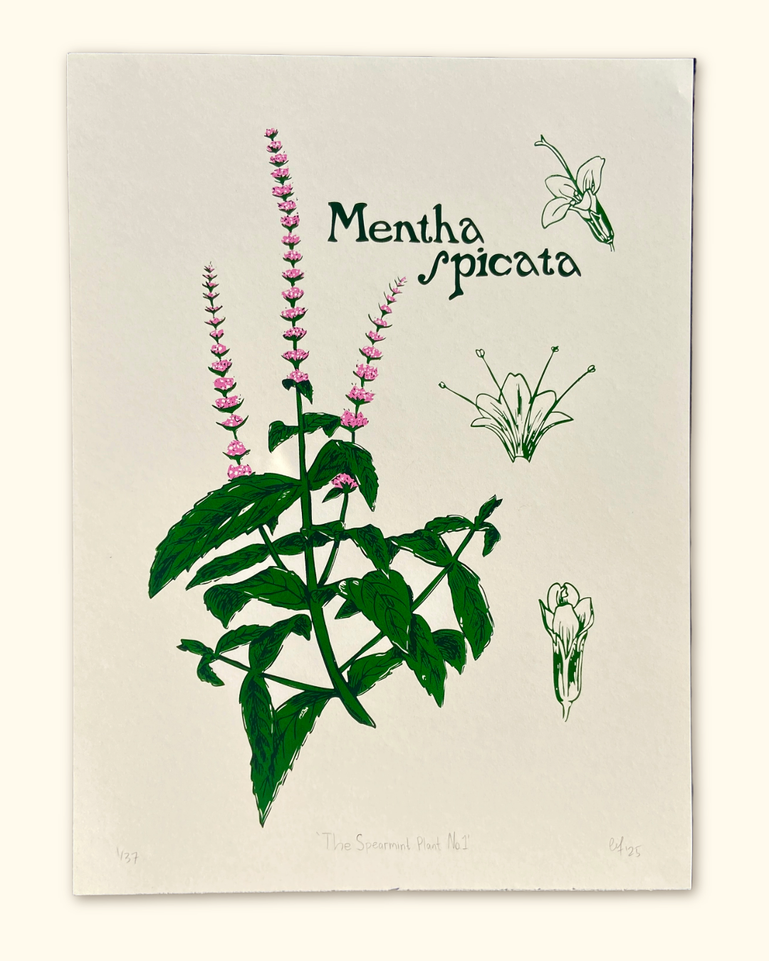 The Spearmint Plant No.1