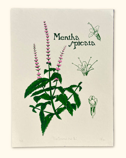 The Spearmint Plant No.1