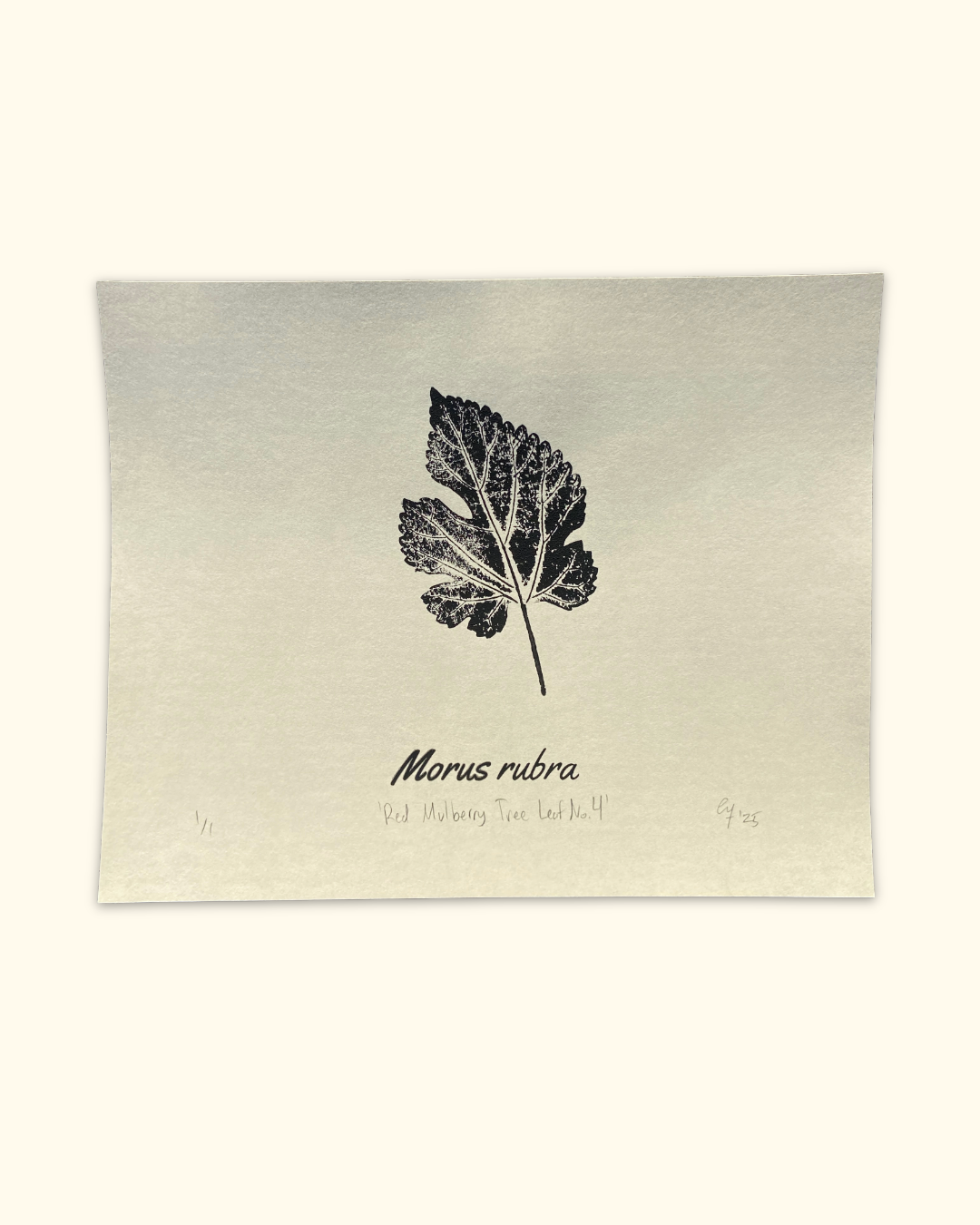 our neighboring trees series No. 1