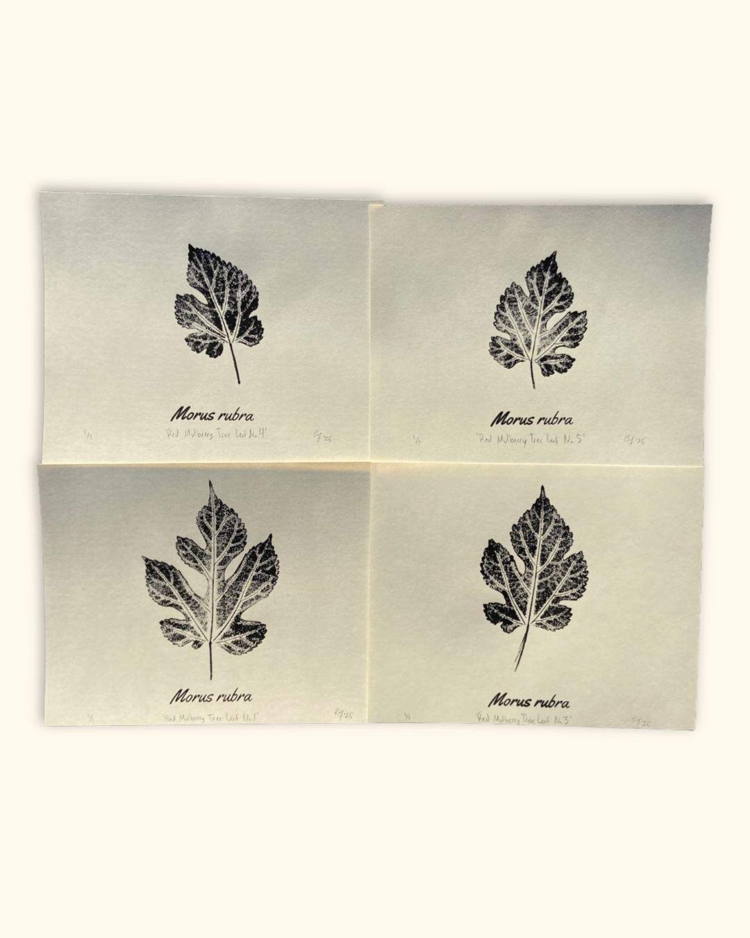 our neighboring trees series No. 1