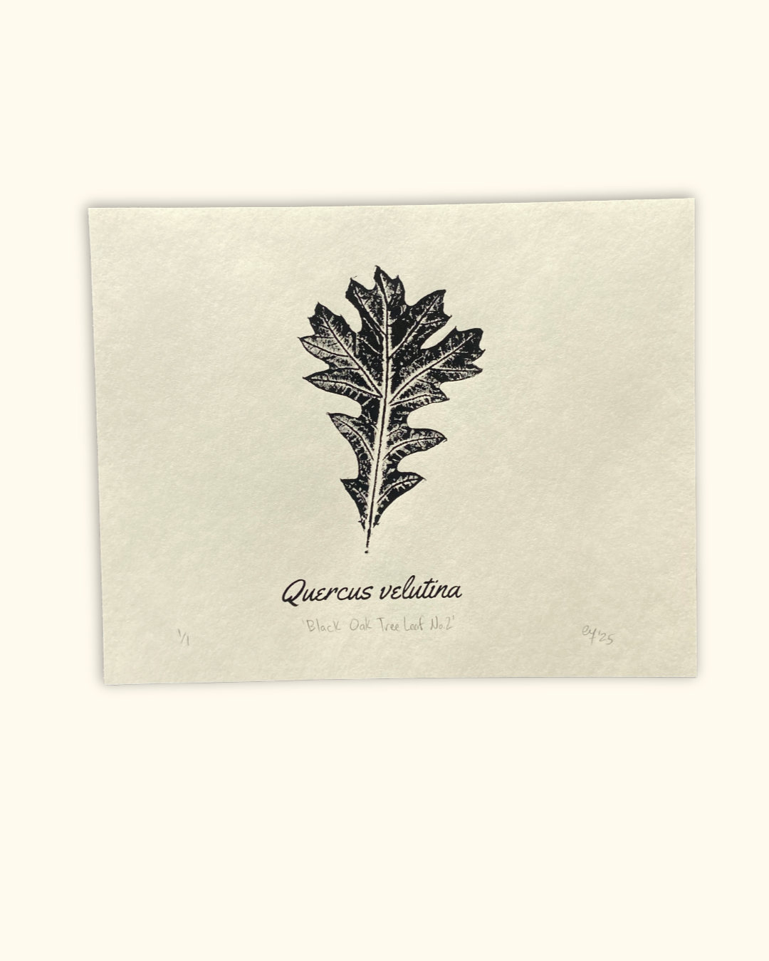 our neighboring trees series No. 1