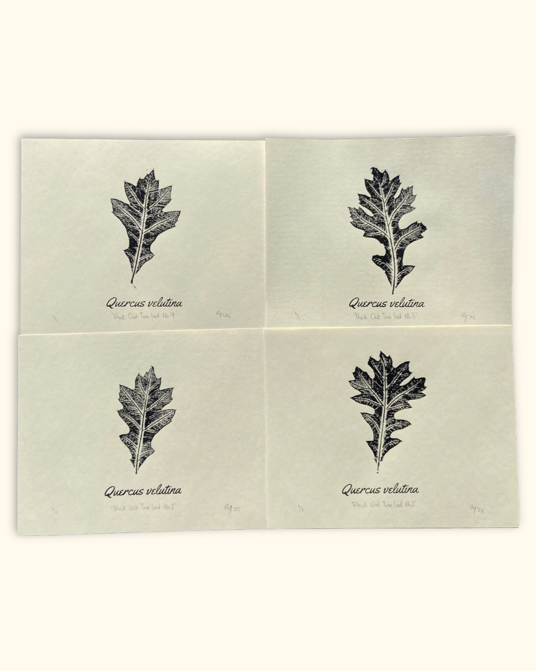 our neighboring trees series No. 1